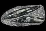 Polished Orthoceras (Cephalopod) Fossils - Morocco #96647-1